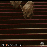 dog running GIF by SB Nation