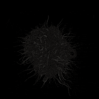 xponentialdesign loop health science organic GIF