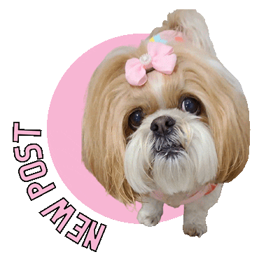 Shihtzu Sticker
