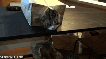 cats bags GIF by Cheezburger