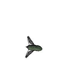 Flying Gin And Tonic Sticker by HENDRICK'S GIN
