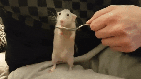 likedhu giphyupload rat GIF