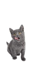 Cat Sticker by Bone & Biscuit