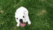 Georgia Bulldogs GIF by University of Georgia