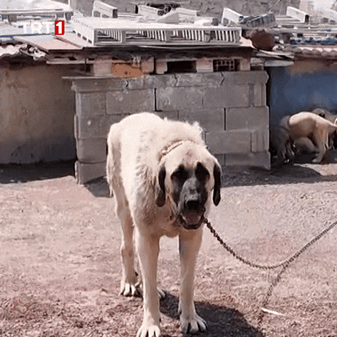 Dog What GIF by TRT