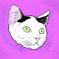 BobMotown cat cool illustration beer GIF