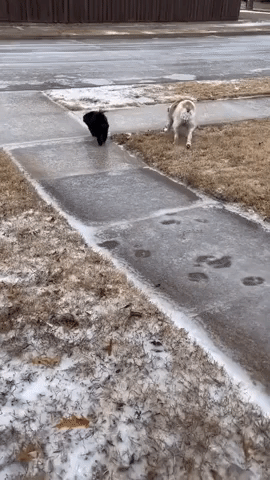 Bulldog Slips While Walking on Icy Footpath in Dallas Suburb