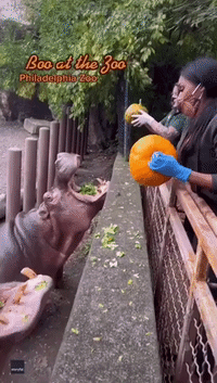 Halloween Treat: Hungry Hippos Snack on Pumpkin