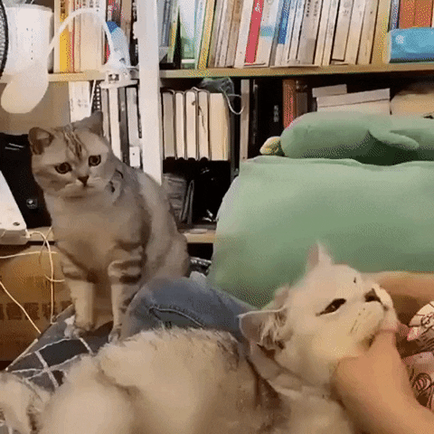 cuteanimalland giphyupload GIF