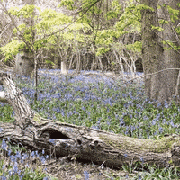 Arts And Crafts Forest GIF by TeaCosyFolk