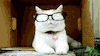 cat glasses GIF