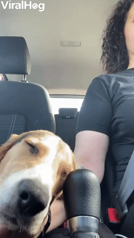 Dog Gets Drowsy During Drive