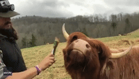 Happy Cow Enjoys Having Her Hair Brushed