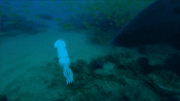 marine life dolphins GIF by ThirteenWNET