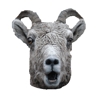 Goat Sticker by imoji