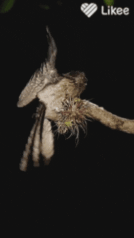 alikargar-taizz owl GIF