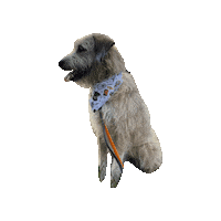Best Day Ever Maya Sticker by Geekster Pets