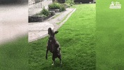 dog GIF by The Dodo