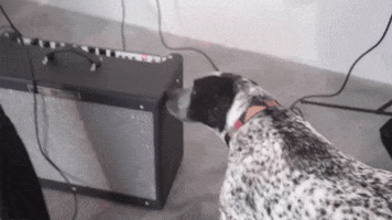 dog sniffing GIF by Polyvinyl Records