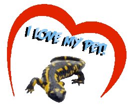 Guinea Pig Love Sticker