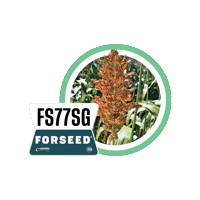 Forseedsementes Sticker by Longping High Tech