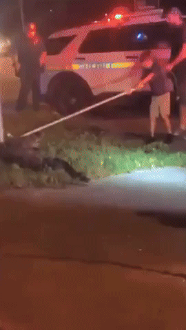 Child Helps Wrangle Alligator on Florida Highway
