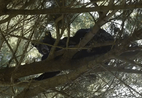 Bear Removed From Tree in Downtown Albany Park