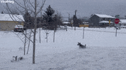 Mcnabb Collie Tries To Catch Snowballs Thrown From Snow Blower GIF by ViralHog