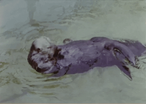 Vintage Swimming GIF by US National Archives