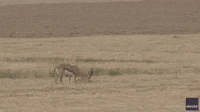 6-Legged Gazelle Spotted in Israel