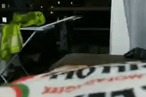 mateusmognon  GIF
