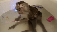 Contented Monkey Enjoys a Very Relaxing Bath