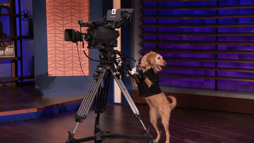 teamcoco giphyupload dog cameraman GIF