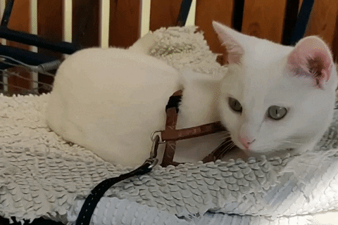 Albin_the_Deaf_Cat cat swing white cat cat day GIF