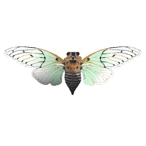 rikkipaepke fly butterfly wings bug Sticker