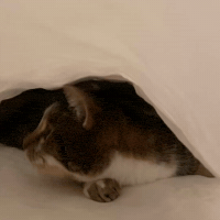 Cat Kitty GIF