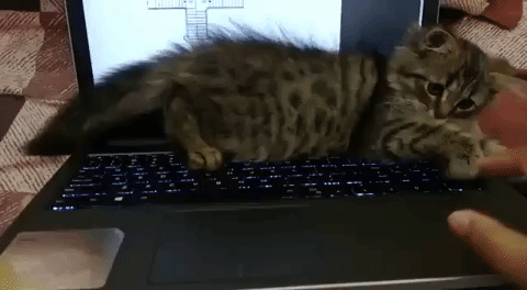 cat kitten GIF