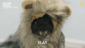 Comedy Lion GIF by Nat Geo Wild