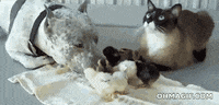 animal friendship licking GIF