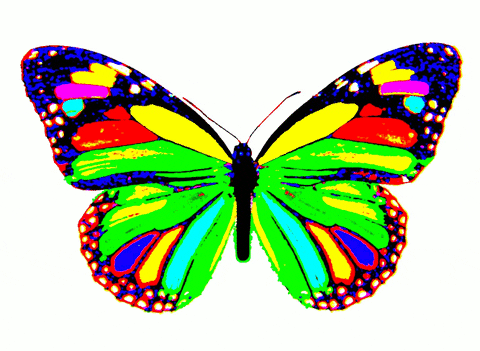 rainbow butterfly GIF