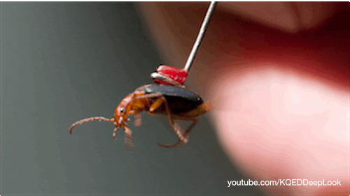GIF by KQEDScience