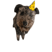nutzonlinemarketing hund pumi nutz online marketing Sticker