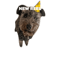 nutzonlinemarketing hund pumi nutz online marketing Sticker