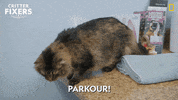 National Geographic Vet GIF by Nat Geo Wild