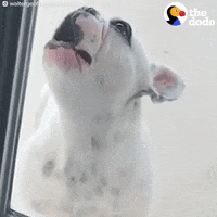 french bulldog dog GIF by The Dodo