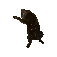Dance Cat Sticker by Anne Horel