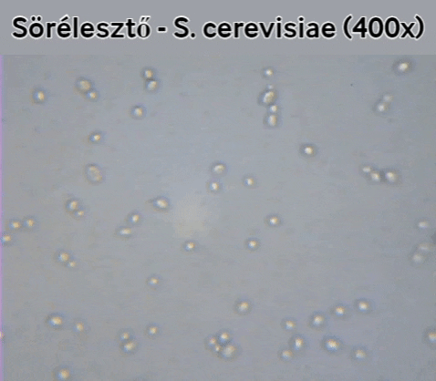 pappandreae29f giphygifmaker eleszto napitaptudas GIF