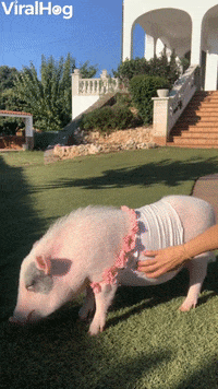 GIF by ViralHog