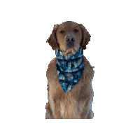Golden Retriever Sticker by Geekster Pets