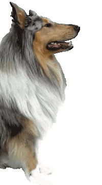 Dog Please Sticker by Tales&Tails